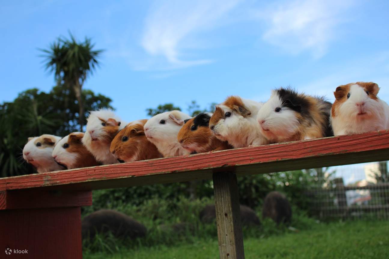 かわいらしい動物達